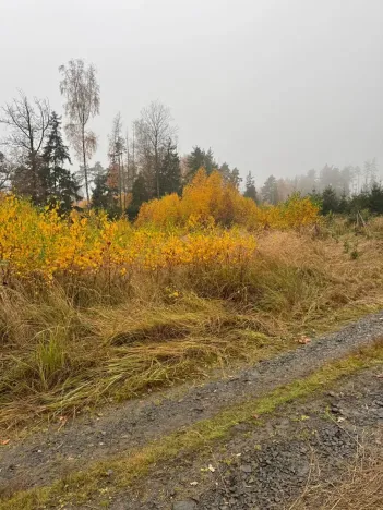 Prodej lesa, Úboč, 13538 m2