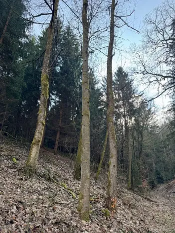 Prodej lesa, Český Dub, 17551 m2