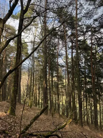 Prodej lesa, Český Dub, 17551 m2