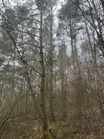 Prodej lesa, Chotiněves, 3854 m2