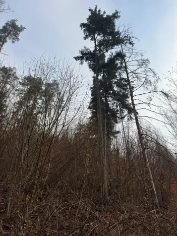 Prodej podílu lesa, Malá Bystřice, 5829 m2