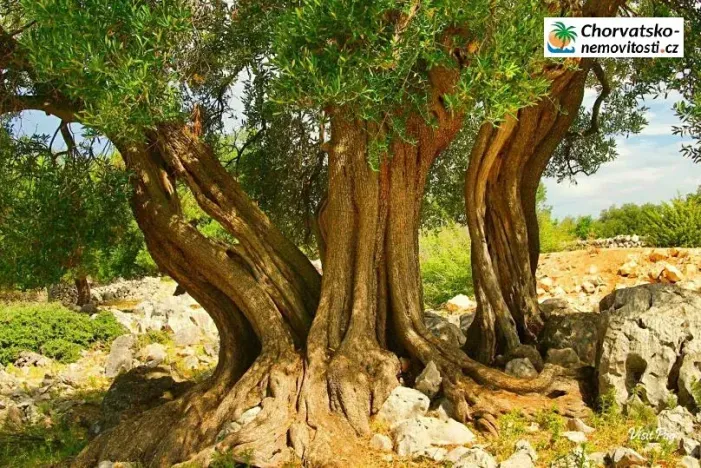 Prodej bytu 2+kk, Lun, Chorvatsko, 60 m2