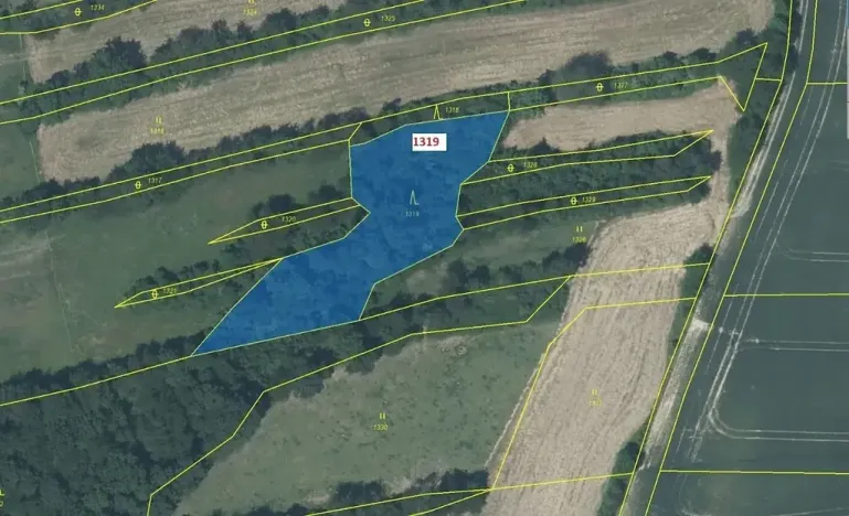 Dražba lesa, Suchdol nad Odrou, 2439 m2