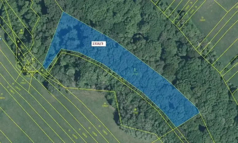 Dražba lesa, Velký Ořechov, 5461 m2