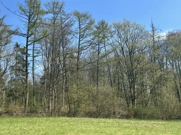 Prodej lesa, Loužnice, 5723 m2