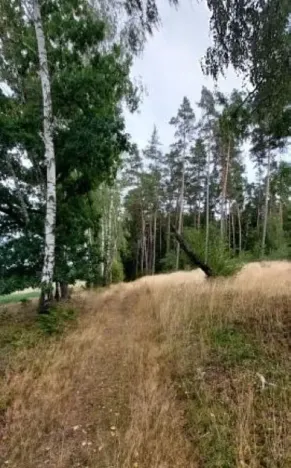 Prodej lesa, Červená Řečice, 496 m2