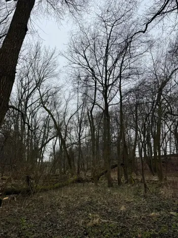 Prodej podílu lesa, Pertoltice, 4226 m2