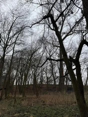 Prodej podílu lesa, Pertoltice, 4226 m2