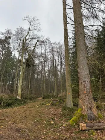 Prodej podílu lesa, Pertoltice, 4226 m2