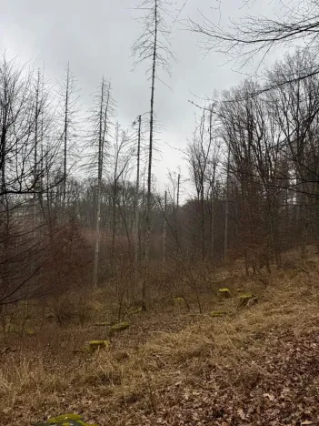 Prodej podílu lesa, Pertoltice, 4226 m2