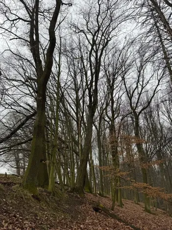 Prodej podílu lesa, Pertoltice, 4226 m2