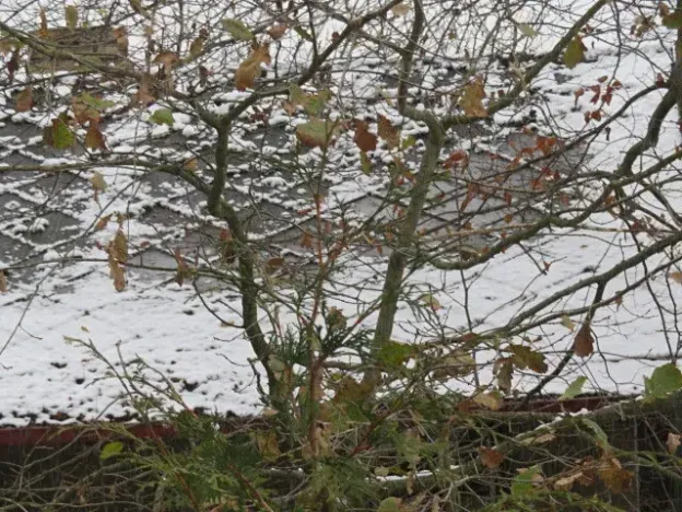 Dražba chaty, Zlatá Koruna, 10 m2