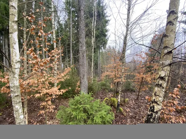 Prodej lesa, Kolinec - Buršice, 3423 m2