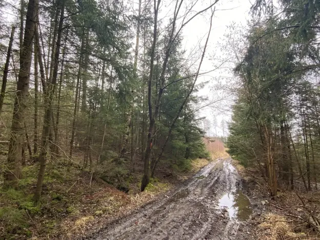 Prodej lesa, Kolinec - Buršice, 5195 m2