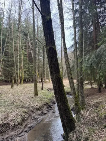 Prodej lesa, Mrákov, 34704 m2