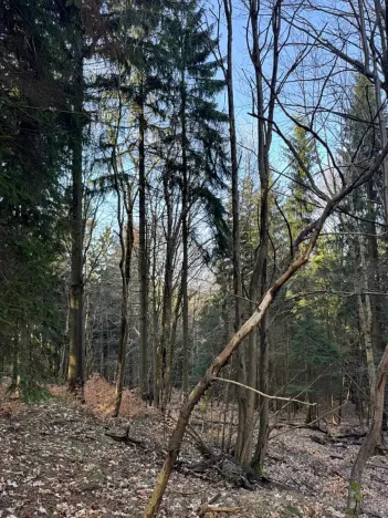 Prodej lesa, Liberec, 14111 m2