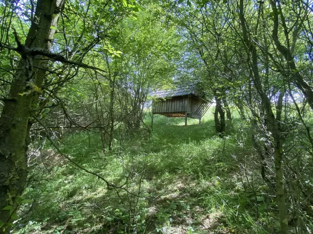 Prodej lesa, Šarovy, 11619 m2