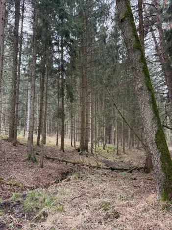 Prodej lesa, Žimutice, 2720 m2
