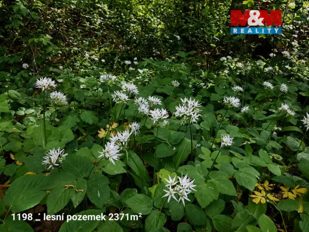 Prodej pozemku, Pňov-Předhradí, 151762 m2