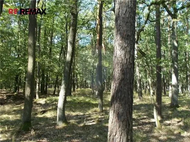 Prodej lesa, Vážany, 15368 m2