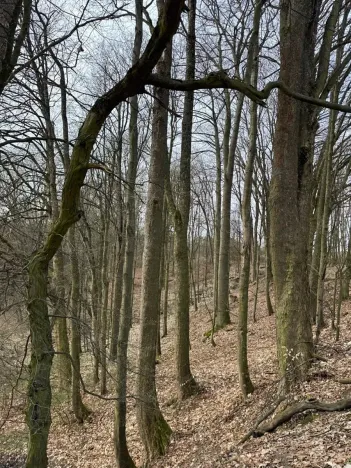 Prodej podílu lesa, Maletín, 10553 m2