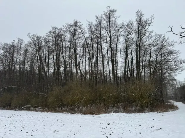 Prodej lesa, Moravský Krumlov, 2648 m2