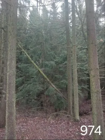 Prodej lesa, Žďár, 1305 m2