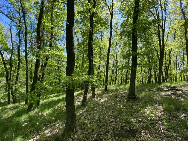 Prodej lesa, Silůvky, 1519 m2