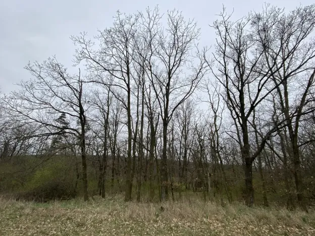 Prodej lesa, Silůvky, 375 m2