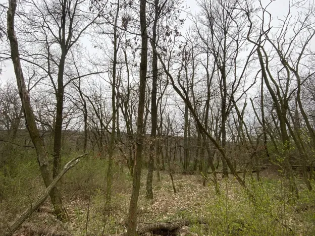 Prodej lesa, Silůvky, 375 m2