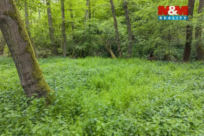 Prodej lesa, Červené Pečky - Bohouňovice I, 491 m2