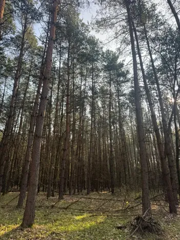 Prodej lesa, Horušice, 9643 m2