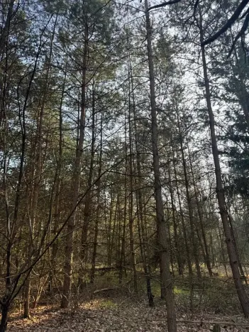 Prodej lesa, Horušice, 9643 m2