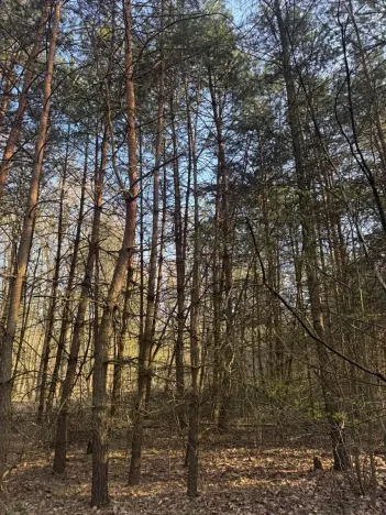 Prodej lesa, Horušice, 9643 m2