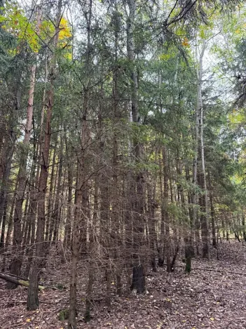 Prodej lesa, Chrášťany, 3640 m2