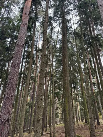 Prodej lesa, Chrášťany, 3640 m2