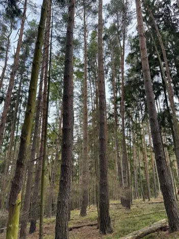 Prodej lesa, Chrášťany, 3640 m2