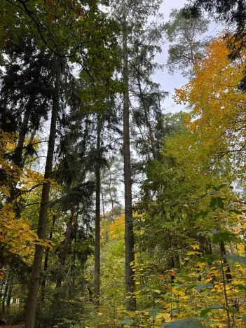 Prodej lesa, Chrášťany, 3640 m2