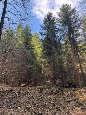 Prodej lesa, Železný Brod, 4901 m2
