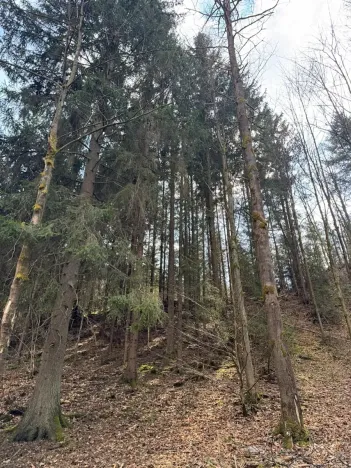 Prodej lesa, Železný Brod, 4901 m2