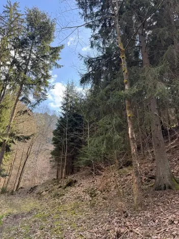 Prodej lesa, Železný Brod, 4901 m2