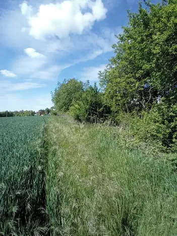 Dražba pole, Přišimasy, 11854 m2