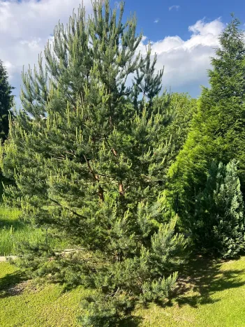 Prodej rodinného domu, Domašov u Šternberka, 400 m2