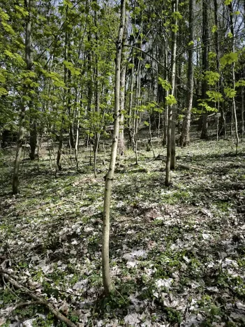 Prodej lesa, Dobřany, 12043 m2