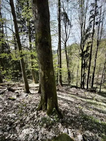 Prodej lesa, Dobřany, 12043 m2