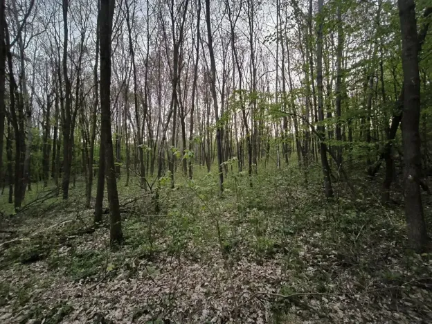 Prodej lesa, Úštěk, 9179 m2
