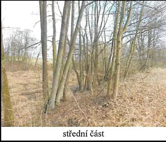 Prodej lesa, Tis, 1692 m2