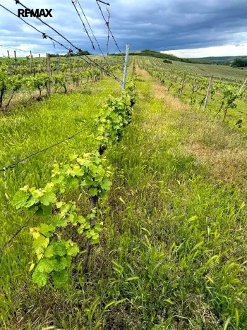 Prodej sadu/vinice, Novosedly, 5537 m2