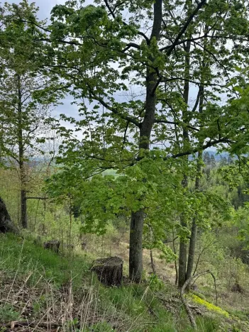 Prodej lesa, Bukovina u Čisté, 12070 m2