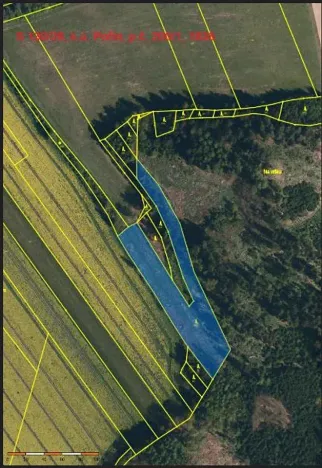 Prodej lesa, Dolní Hořice, 8003 m2